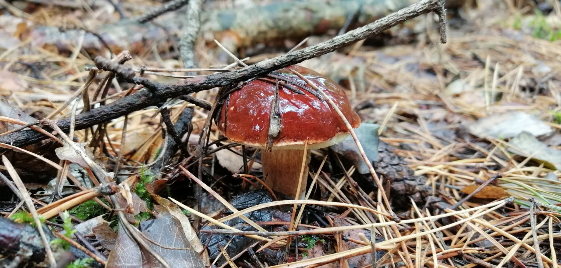 Grzybobranie 2019